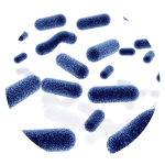 Bifidobacterium Breve