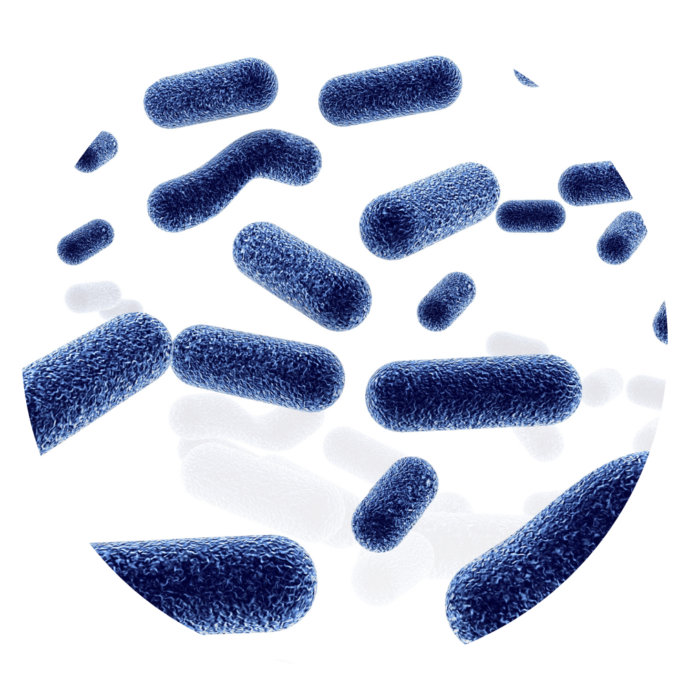 Bifidobacterium Breve