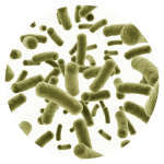 Bifidobacterium animalis subsp. lactis