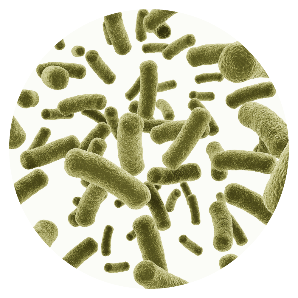 Bifidobacterium animalis subsp. lactis