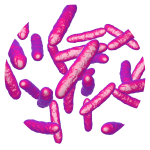 Bifidobacterium longum subsp, longum