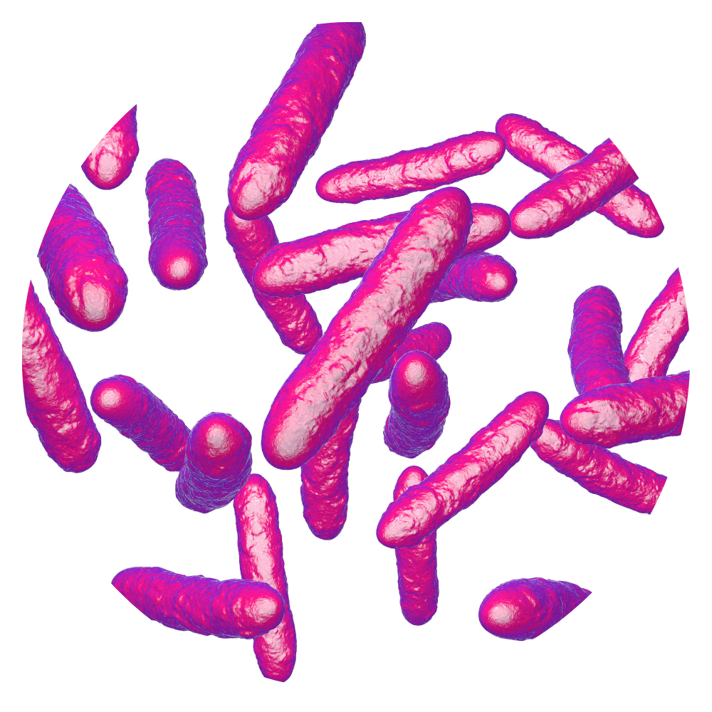 Bifidobacterium longum subsp, longum