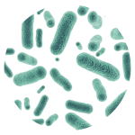 Lacticaseibacillus paracasei