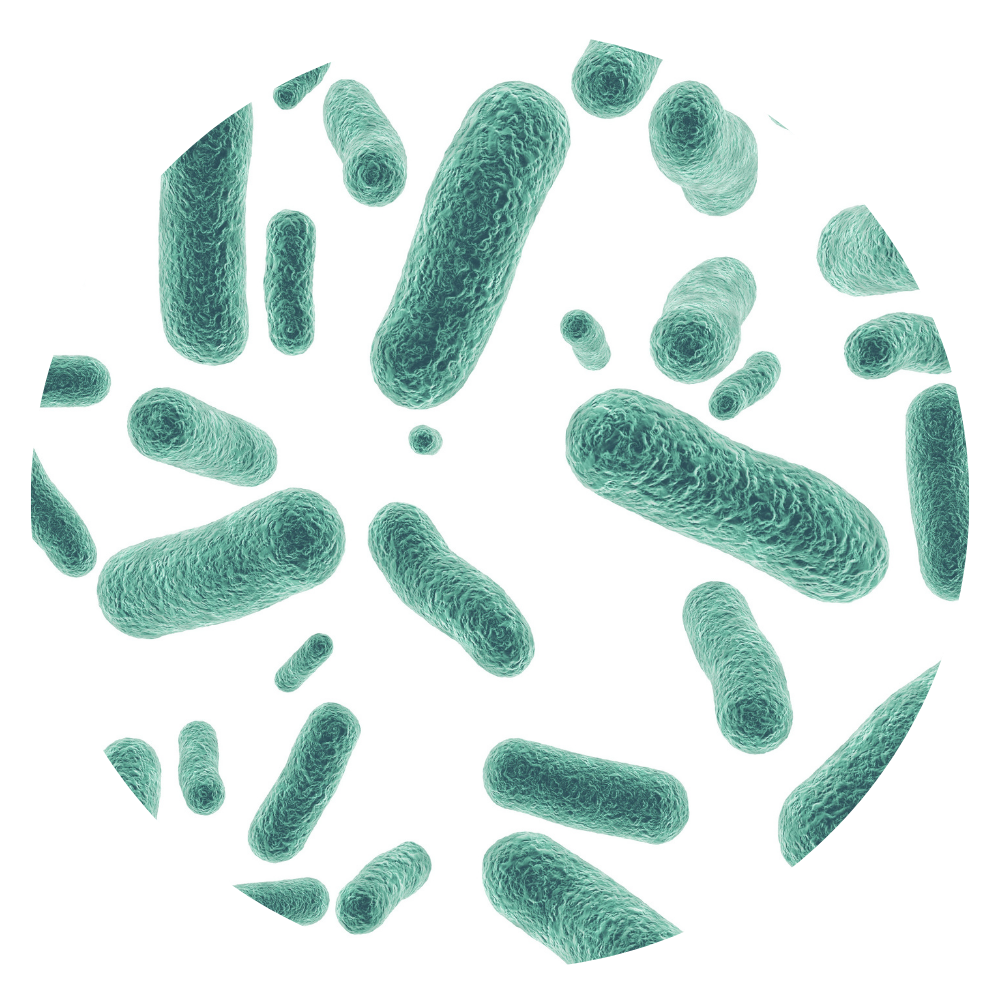 Lacticaseibacillus paracasei