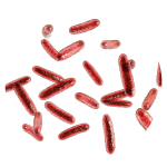 Lacticaseibacillus rhamnosus GG