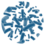 Lactiplantibacillus plantarum