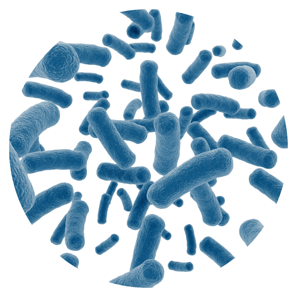 Lactiplantibacillus plantarum