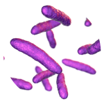 Lactobacillus Helveticus