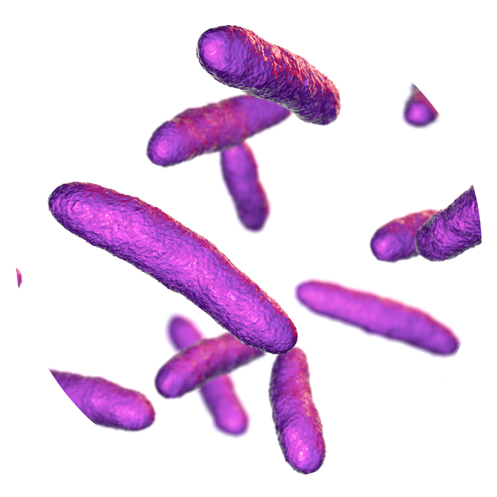 Lactobacillus Helveticus